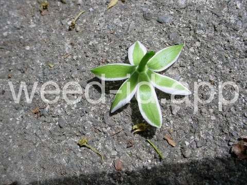 star-of-Bethlehem